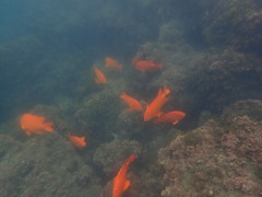 Hypsypops rubicundus