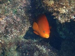 Hypsypops rubicundus