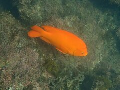 Hypsypops rubicundus