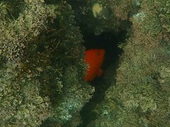 Hypsypops rubicundus