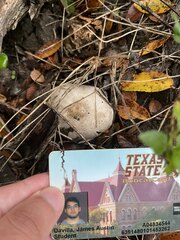 Agaricus comtuliformis