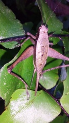 Eneoptera