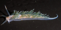 Coryphella cooperi