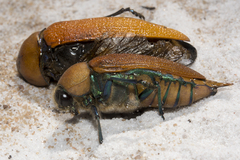 Julodimorpha saundersii