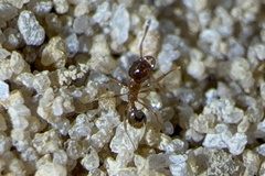 Pheidole bicarinata