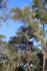 Acacia sericophylla