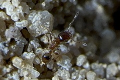 Pheidole bicarinata
