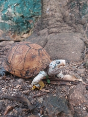 Terrapene carolina yucatana