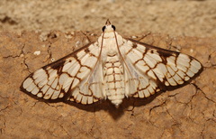 Aphytoceros lucusalis