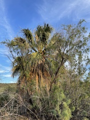 Washingtonia filifera