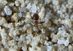 Pheidole bicarinata
