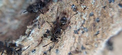 Metapolybia