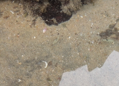 Abudefduf septemfasciatus