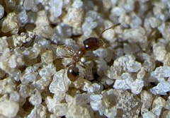 Pheidole bicarinata