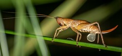 Cooloolagraecia wallum