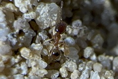 Pheidole bicarinata