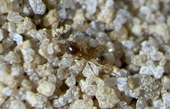 Pheidole bicarinata