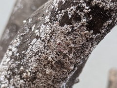 Eriococcus lagerstroemiae