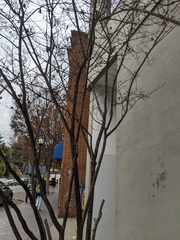 Eriococcus lagerstroemiae