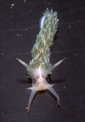 Coryphella cooperi
