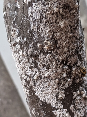 Eriococcus lagerstroemiae