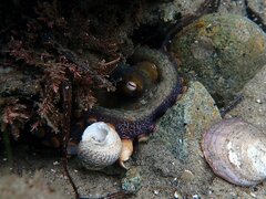 Octopus bimaculoides