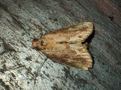 Etanna breviuscula
