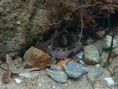 Octopus bimaculoides