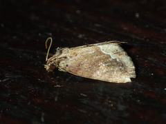 Etanna breviuscula