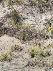 Xerospermophilus spilosoma