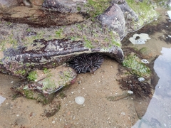 Stomopneustes variolaris