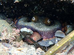 Octopus bimaculoides