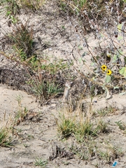 Xerospermophilus spilosoma