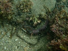 Octopus bimaculoides