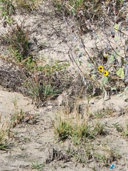 Xerospermophilus spilosoma