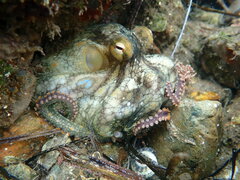 Octopus bimaculoides