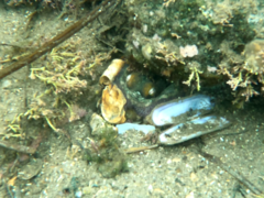 Octopus bimaculoides