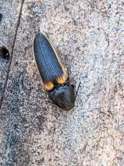 Ampedus oblessus