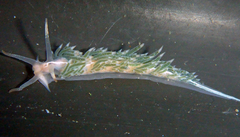Coryphella cooperi