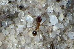 Pheidole bicarinata