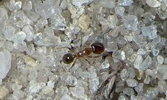 Pheidole bicarinata