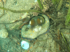 Octopus bimaculoides