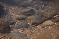 Oncorhynchus clarkii