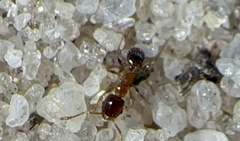 Pheidole bicarinata