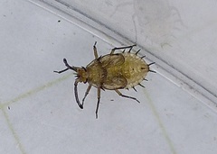 Aphis nerii