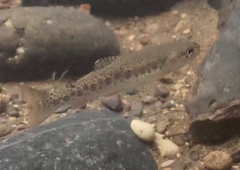 Oncorhynchus clarkii