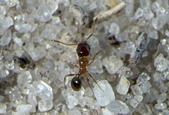 Pheidole bicarinata