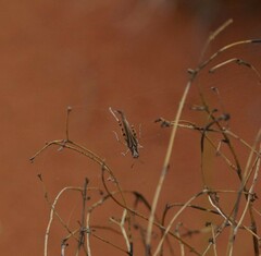 Pycnostictus seriatus