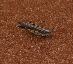 Pycnostictus seriatus