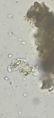 Hartmannellidae